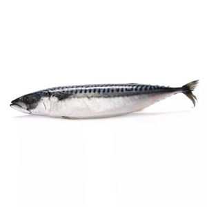 Frozen Horse Mackerel <b>Fish</b> Sardine <b>Fish</b> in Stock High Quality Seafood Whole <b>Fish</b> Horse Mackerel Frozen Pacific Mackerel - Product Image 4