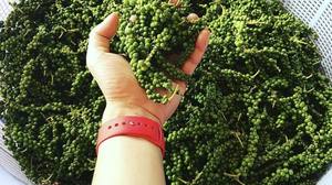 Solución de Pimiento Verde Liofilizado de Marca Privada para Minoristas y Distribuidores - Product Image 6