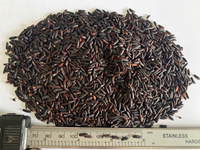 Arroz Jazmín de Vietnam, Grano Largo, Seco, Sin OMG, Ingredientes Nutritivos, Alimento Estándar de Exportación, Venta al por Mayor, OEM, Marca Privada