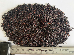 ข้าวดำเวียดนามเมล็ดยาว แข็ง แห้ง ไม่ใช่พืช GMO อาหารมีคุณค่าทางโภชนาการ ขายส่งจำนวนมาก รับผลิตแบบ OEM แบรนด์ส่วนตัว IIglobal คุณภาพส่งออก - Product Image 4