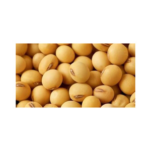 Đậu tương chất lượng cao không biến đổi gen, nguồn cung lớn nhất và cung cấp toàn cầu cho thị trường tốt nhất/ Hạt giống đậu tương - Product Image 2