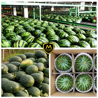 Pastèque vietnamienne fraîche de qualité supérieure pour l'exportation et la vente en gros - provenant du fournisseur fiable KMI