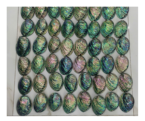 Prix de gros pour les collectionneurs exigeants: Vente chaude de coquillages vietnamiens Abanlone Natural Paua Shell De nombreux types de coquillages - Product Image 3