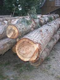 Grumes de bois de pruche Grumes de pruche de qualité supérieure Acheter des grumes de pruche - Product Image 6