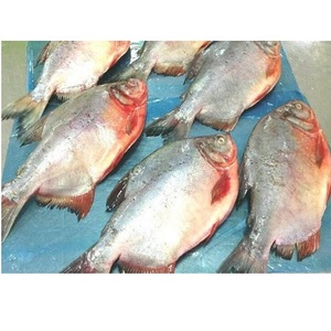 Mariscos Enteros LQF de Alta Calidad, 10 kg de Pescado Pomfret Rojo Congelado de Vietnam en Trozos, con 24 Meses de Duración - Product Image 3