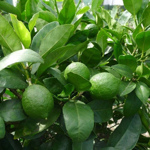 Premium Dry Kaffir Lime Leaves Vietnam Exportación a granel para cocinar - Product Image 5