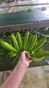 Fruits de montagne de qualité d'exportation du Vietnam Highland Cavendish Bananas avec une longue durée de conservation Idéal pour les supermarchés du monde entier - Product Image 4