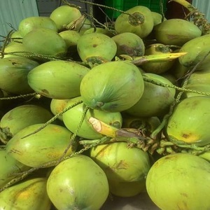 มะพร้าวผลไม้สดทั้งเปลือกเกรดพรีเมี่ยมโภชนาการสูง - Product Image 5