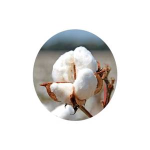 Matière première de balles de coton de haute pureté pour les filatures et l'exportation du fabricant de confiance - Product Image 1