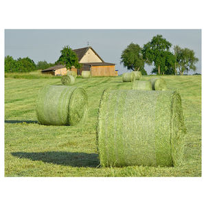 Heno de pasto Rhodes a precio competitivo, pacas de heno de alta calidad disponibles para compradores al por mayor - Product Image 4