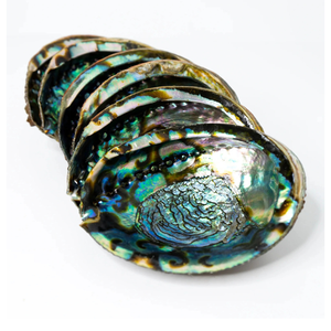 Fournisseur de coquilles d'ormeau Coquille d'ormeau naturelle du Vietnam de l'océan du Vietnam pour l'exportation Vente en gros et commandes personnalisées - Product Image 6