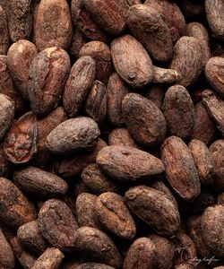 GMO-Free Raw <b>Cacao</b> <b>Beans</b> Natural Dried Cocoa for Chocolate Roasted Processing Type - Product Image 2