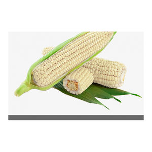 Maíz blanco seco de grado 2 apto para consumo humano y origen de alimentación animal/para alimentación humana y animal para alimentación de aves de corral - Product Image 3