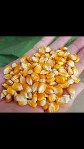 Maíz Amarillo/Maíz para alimentación animal/MAÍZ AMARILLO para ALIMENTACIÓN DE AVES DE CORRAL 300000mt Disponible - Product Image 5