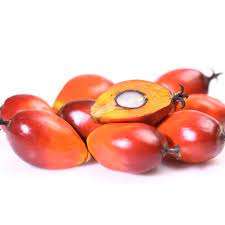 เมล็ดปาล์ม - Product Image 3