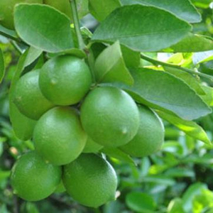Good Quality Seedless Lemon From Viet Nam - Product Image 1
