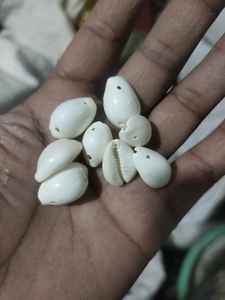 Coquillages de mer naturels faits sur mesure Trésors de l'océan d'origine éthique pour l'artisanat, la décoration et les bijoux - Product Image 6