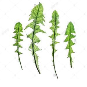 ดอกแดนดิไลออนยาทาแก้พิษประจำวันดอกแดนดิไลออน - Product Image 3