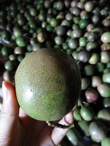 Vietnam Frais Passion Fruits Naturel Faveur Approvisionnement en Vrac Pas Cher Prix Bonne Qualité - Product Image 5