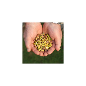 Pistaches biologiques extra larges en coque fraîches sèches/rôties/salées prêtes pour la nourriture Collations Traitement des matières premières Vente en gros - Product Image 2