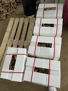 Bán Sỉ Gừng Tươi Ngon-Tiêu Chuẩn Xuất Khẩu Châu Âu - Product Image 5