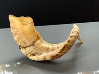 Vrais cornes de mouton naturelles polies pour la décoration et l'artisanat, de haute qualité