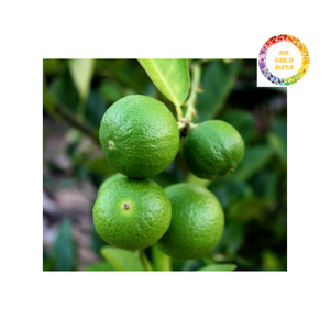 Limón sin Semillas de Alto Volumen, Fruta Fresca Cultivada en Vietnam para Suministro Global - Product Image 2