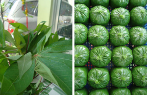 ใบมันสำปะหลังจากเวียดนาม | คุณภาพยอดเยี่ยมอัตราการแข่งขันการส่งออกทั่วโลกที่เชื่อถือได้สำหรับการขาย/สำหรับการสั่งซื้อจำนวนมาก - Product Image 3