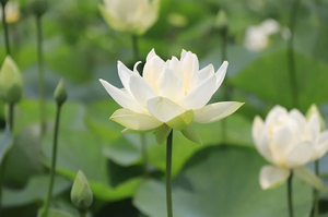 Best Price Superb Quality of Natural Frozen Natural Lotus <b>Nut</b> - Product Image 6