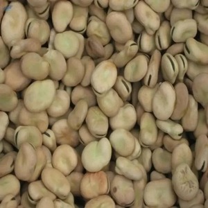 Haricots verts biologiques séchés FD, haricots fava, prix avantageux, meilleure qualité, emballage sous vide 25 kg pour la transformation alimentaire et la vente en gros - Product Image 4