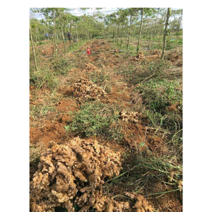 Gingembre frais doré avec des fibres juteuses parfum terreux goût fort et corps ferme couramment utilisé dans divers processus alimentaires - Product Image 2