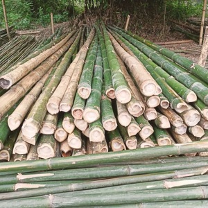 Raw Natural Eco Friendly Bamboo Poles for Construction Fence Garden at Wholesale and Cheap Factory Price From Indian Vendor - Product Image 4