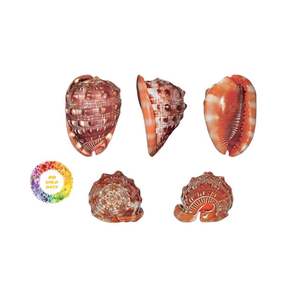 เปลือกหอยไซยารีแคสซิสรูฟาธรรมชาติ | เหมาะสำหรับตู้ปลาและการตกแต่งภายใน - Product Image 1
