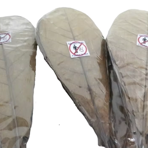 High Quality Indian Terminalia Catappa <b>Almond</b> Leaves 26-30cm 1000 Pack for Pet Cleaning Purpose - Product Image 1