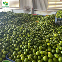 VIET THIEN PHU VTP/OL-28 Top vente de citron vert frais sans graine naturelle 100% du Viet Nam contacter au + 84 366 381 295