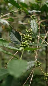 Origen de Vietnam Robusta Procesamiento de miel madura 97% (S18) Granos de café verde Venta caliente Granos sin tostar OEM ODM Disponible - Product Image 5