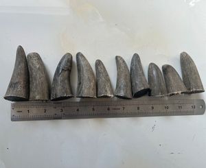 Corne de buffle et pointes de corne de qualité supérieure, personnalisées, vendues en gros, qualité naturelle de bœuf et de buffle, pointes de corne de bœuf et de buffle à vendre à prix avantageux - Product Image 3