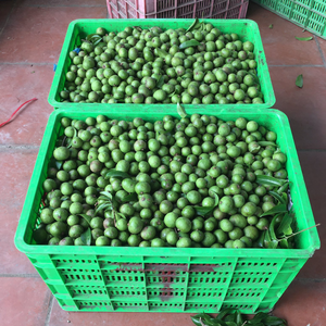 ผลไม้พิเศษจากเวียดนามแช่แข็งแช่แข็ง - Product Image 2