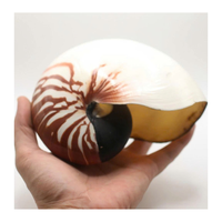 Vietnam Nautilus Shell pour les boutiques de cadeaux Fournitures d'artisanat et conception côtière par 99 Gold Data Manufacturer