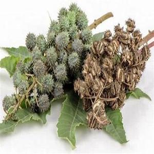 Vente en gros de graines de ricin naturelles, produit agricole au prix de gros - Product Image 1