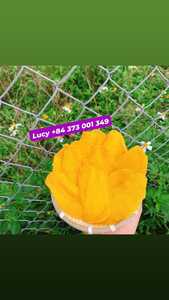 REBANADAS DE MANGO SECAS DULCE TEXTURIZADO SUAVE DE VIETNAM VDELTA PREMIUM MANGO SNACK EN EMBALAJE DE BOLSA - Product Image 4