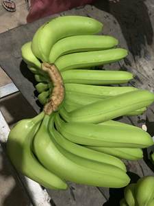 Plátano Cavendish fresco estándar de exportación con cultivo común de calidad superior de Vietnam-Venta caliente 2024 - Product Image 5