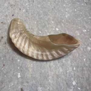 Corne de Choréphore en Mouton Naturel Poli - Décoration Religieuse Écologique de Haute Qualité pour la Maison - Product Image 1