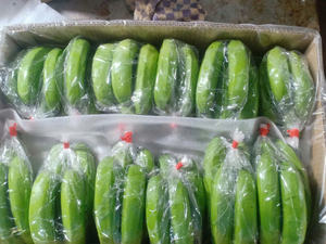 Plátano Cavendish Fresco de Vietnam - Plátano Verde Premium Marca Pham Gia 6 Meses de Duración Proveedor Mayorista - Product Image 3