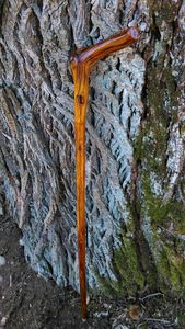 Prix WOOD Canne en bois réglable avec nœuds multiples Bâton de marche en bois solide pour les aînés par Standard International - Product Image 3