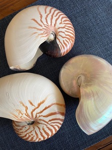 Carcasa Nautilus de cámara pulida de Vietnam ElegantSeashell para decoración interior de lujo y estilo costero - Product Image 3