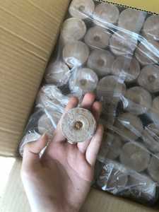 Coir pellet จากเส้นใยมะพร้าวของคุณเพื่อนที่ดีที่สุด | มะพร้าวแบบยั่งยืนบล็อกน้ำหนักเบาเวียดนาม | ต้นกล้าเริ่มต้น - Product Image 3