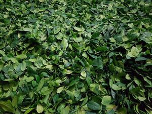 Feuilles de kaffir lime séchées, ingrédient naturel d'agrumes, idéal pour les restaurants, les fabricants d'épices et les assaisonnements culinaires, fabriqué au Vietnam. - Product Image 2