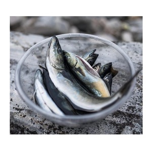 Saithe (Pez de Carbón) Congelado – Pescado Congelado Premium para Exportación Internacional - Product Image 4