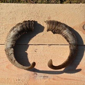 Paire de cornes de bélier naturelles fabriquées à la main avec finition polie pour la décoration et l'affichage traditionnels de la maison à un prix abordable - Product Image 1